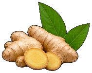 Mountain Dry Ginger
