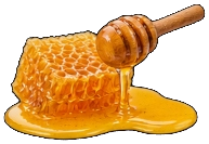 Raw Forest Honey Dipper