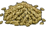 Sweet Fennel Seeds